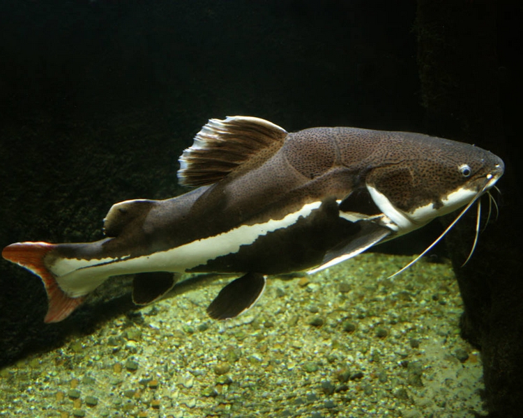 Redtail Catfish ~ 3-5cm